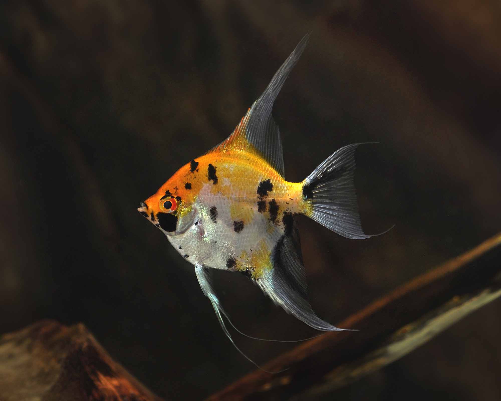 Freshwater Angelfish Mix (Pterophyllum scalare)